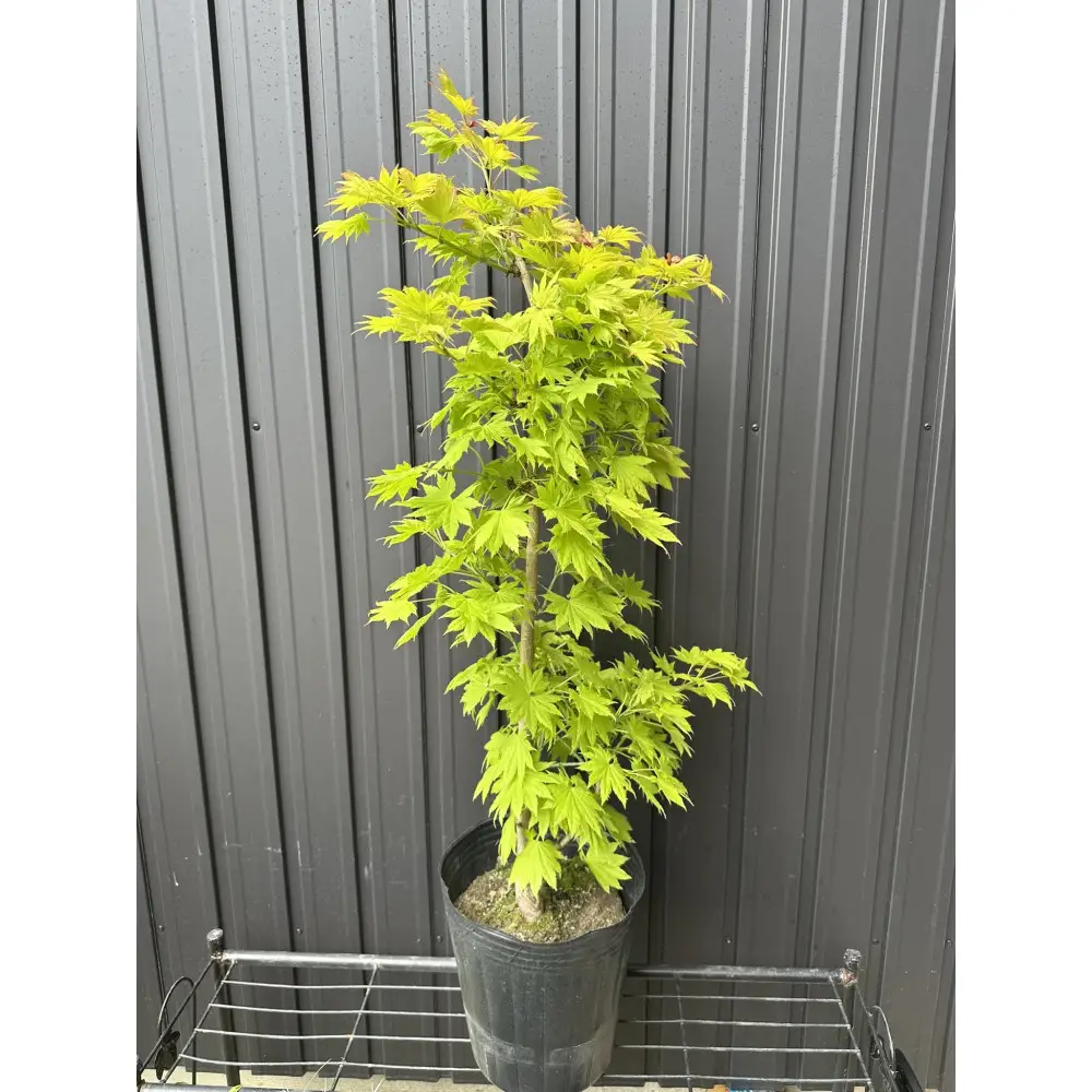 芽出しが特にきれいなモミジ! 黄金イタヤカエデ〈プラス樹〉