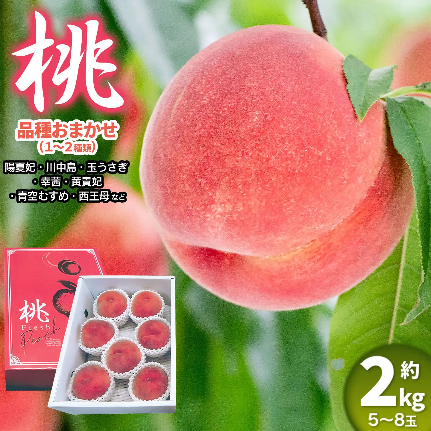 【令和8年産先行予約】 鶴岡市産 桃 (品種おまかせ) 　約2kg　(5～8玉)　くにちゃん農園　K-836