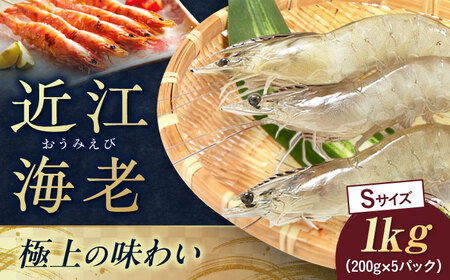 近江海老 1kg(Sサイズ)[AQBA011]えび 近江海老 エビ