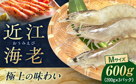 近江海老 600g(Mサイズ)[AQBA013]えび 近江海老 エビ