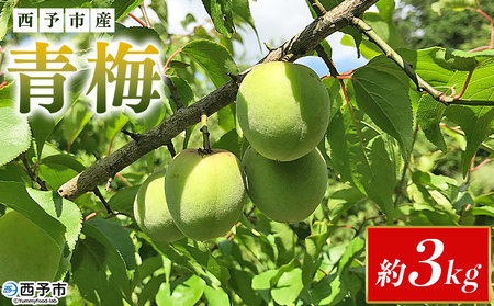 ＜愛媛県西予市産 青梅 約3kg＞ うめ ウメ あおうめ アオウメ 梅干し 梅ジュース 梅ジャム 梅シロップ 梅酒 手作り 家庭用 ご自宅用 えひめ活き生きファーマーズ 愛媛県 西予市【常温】『2026年5月下旬～6月中旬迄に順次出荷予定』SEI0004