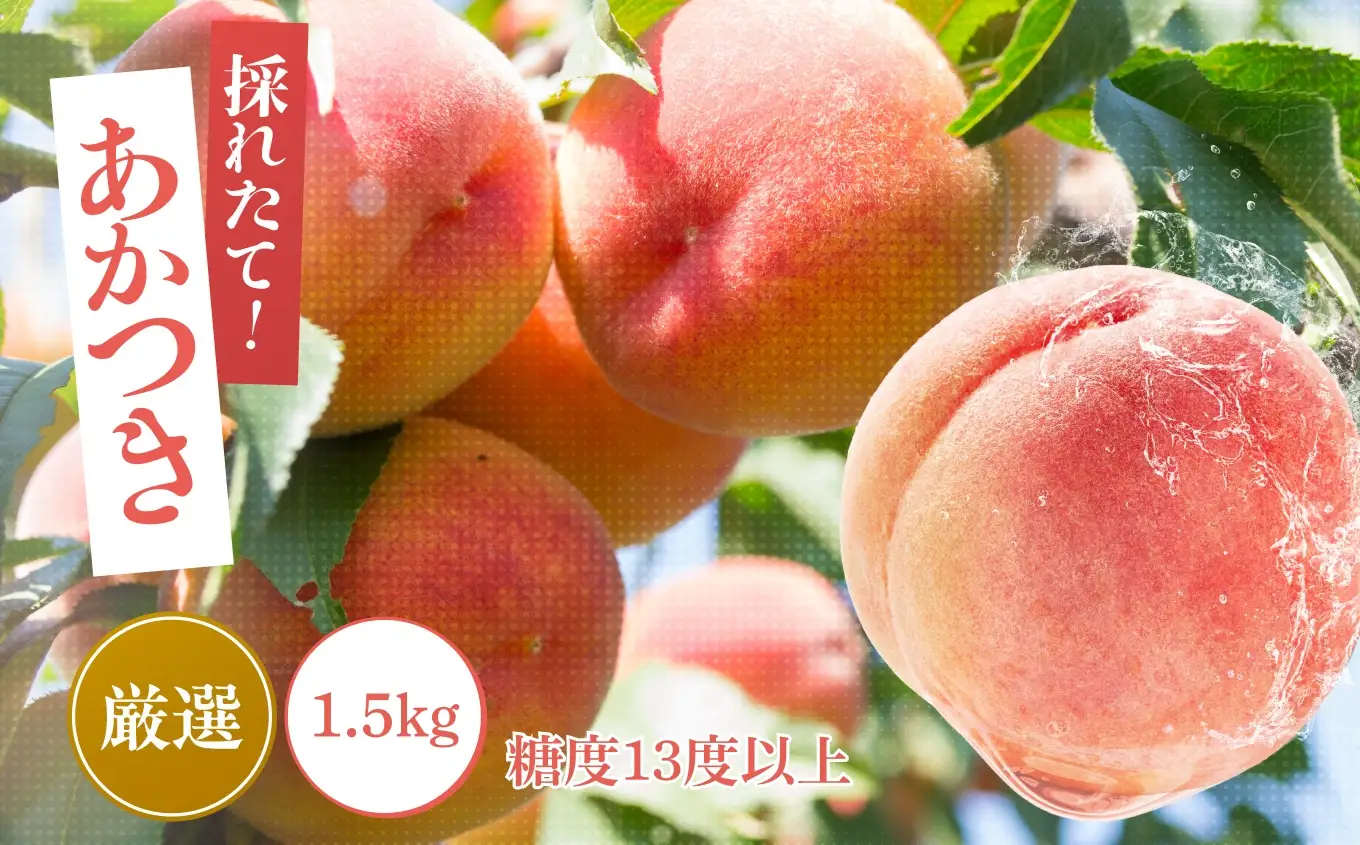 桃 あかつき 糖度13度以上 約1.5kg 5～6個入 【2026年7月中旬～発送】