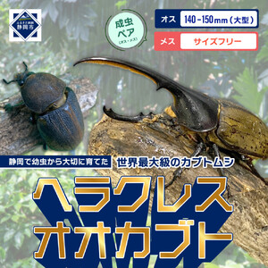 （ペア）ヘラクレスオオカブト大型オス（140-150mm）&メス（サイズフリー）【配送不可：北海道・沖縄・離島（一部除く】
