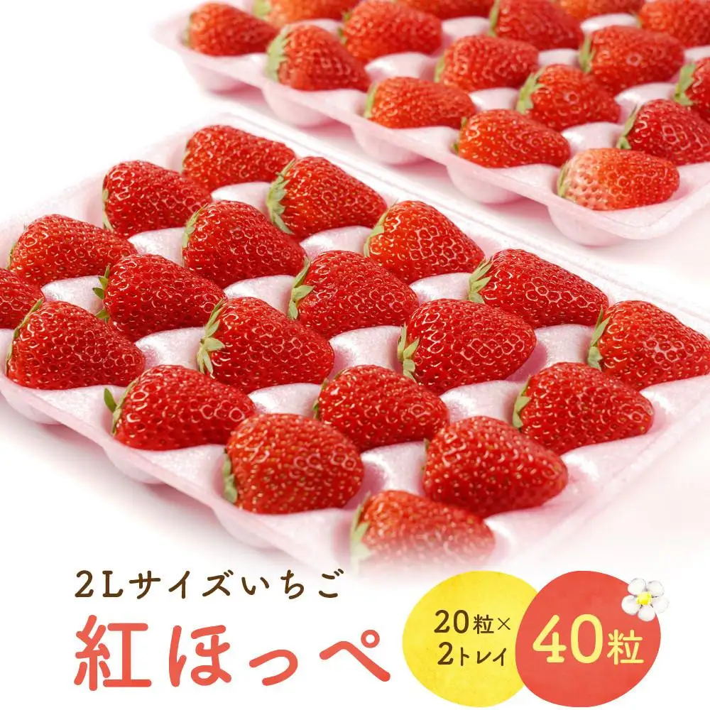 【2027年発送！先行予約】2Lサイズ 静岡いちご「紅ほっぺ」40粒　総重量約600ｇ　【20粒（約300ｇ）×2トレイ】 数量限定　人気　リピート多数