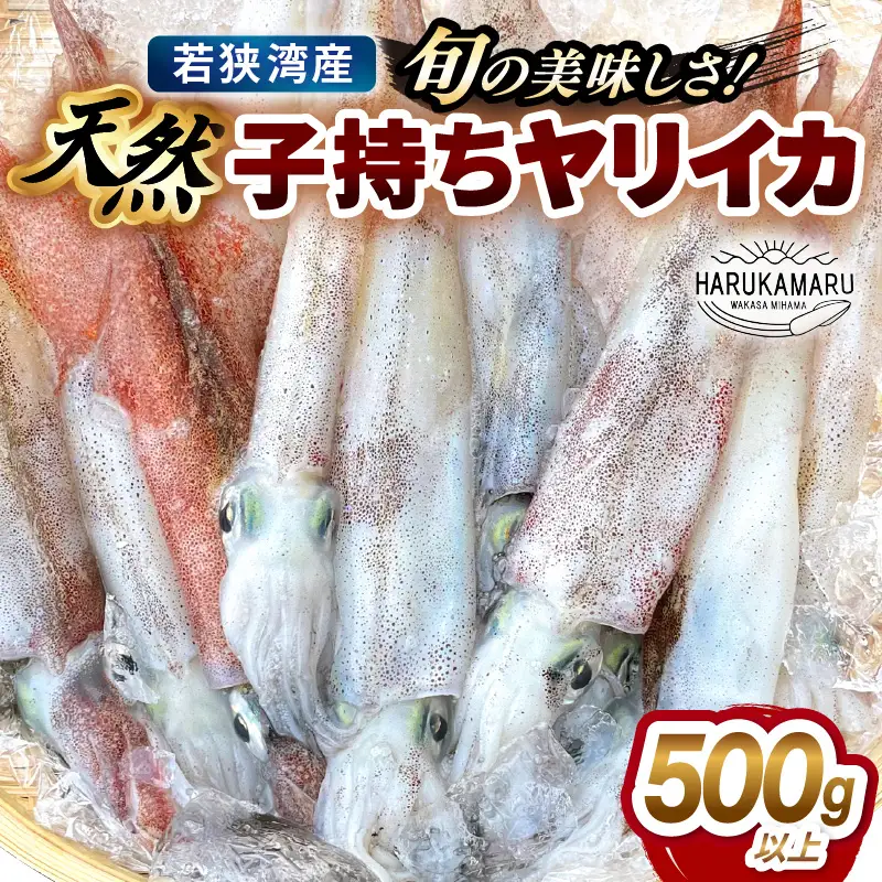 【先行予約】旬の美味しさ 天然 子持ちヤリイカ 500g 以上【2027年3月上旬以降順次発送予定】【子持ちやりいか】 [m36-a041]