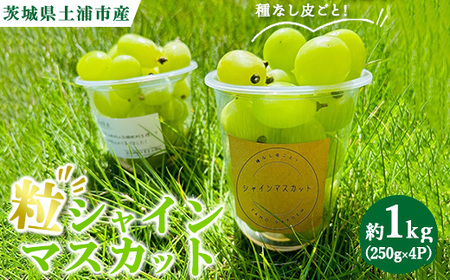 粒ぶどう シャインマスカット 約1.0kg（250g×4P）　※2026年9月～発送