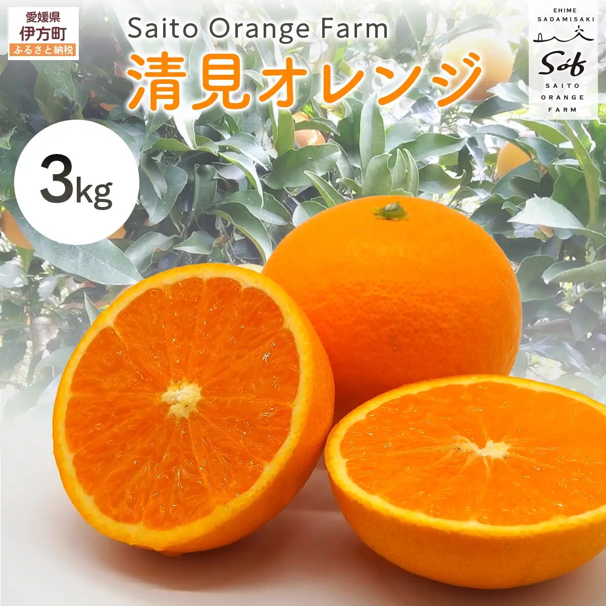 【先行予約】Saito Orange Farmの清見オレンジ3kg（2027年3月中旬頃より順次発送予定） IKTAQ006