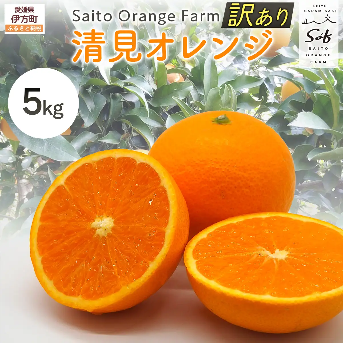 【先行予約】Saito Orange Farmの訳あり清見オレンジ5kg（2027年3月中旬頃より順次発送予定） IKTAQ009