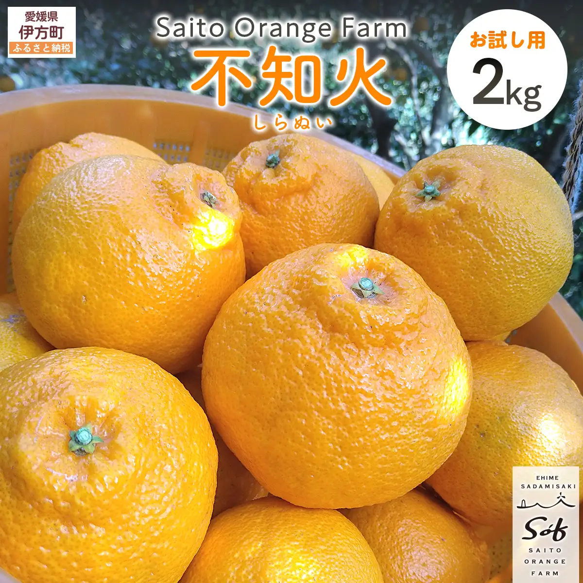【先行予約】【お試し！】Saito Orange Farmの不知火2kg（2027年3月上旬頃より順次発送予定） IKTAQ013