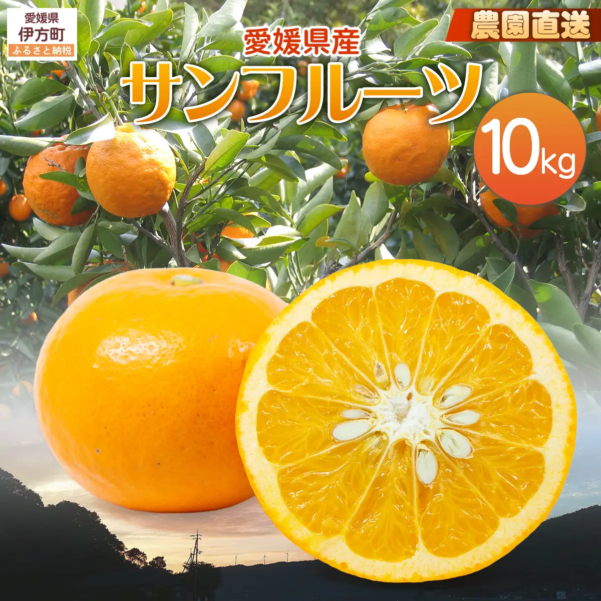 【栽培期間中農薬不使用】【先行受付】【数量限定】農園直送！愛媛県産サンフルーツ 10kg （2027年4月下旬頃より順次発送） IKTG012