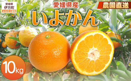 【栽培期間中農薬不使用】【先行受付】【数量限定】農園直送！愛媛県産 いよかん 10kg （2027年1月中旬頃より順次発送） IKTG016