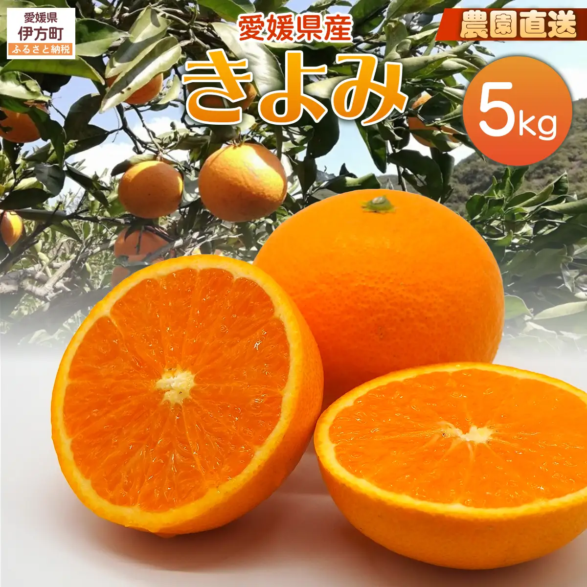【栽培期間中農薬不使用】【先行受付】【数量限定】農園直送！愛媛県産 きよみ 5kg （2027年3月上旬頃より順次発送） IKTG021