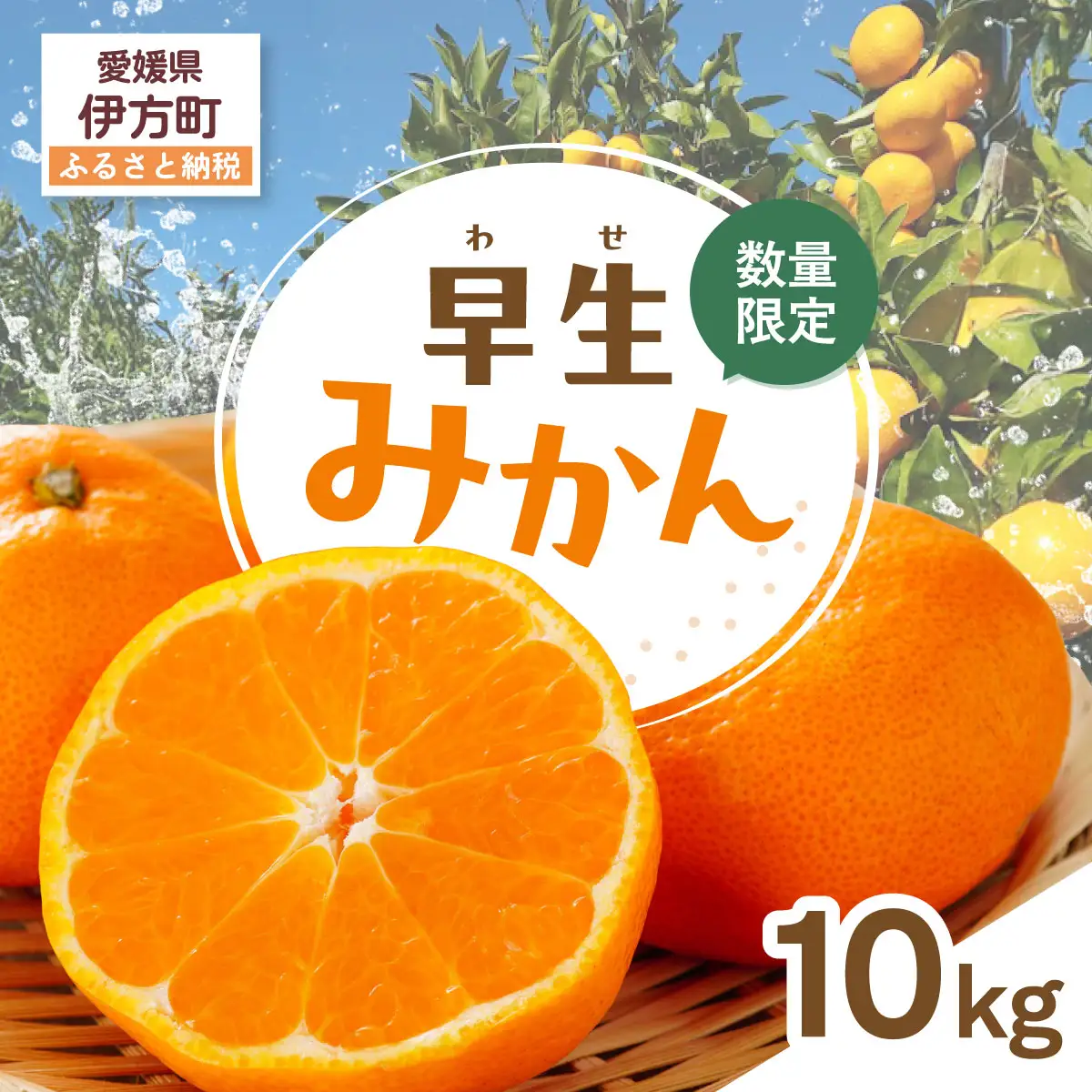 【先行受付】【数量限定】早生みかん（生果）10kg（2026年11月上旬より順次発送）IKTQ002