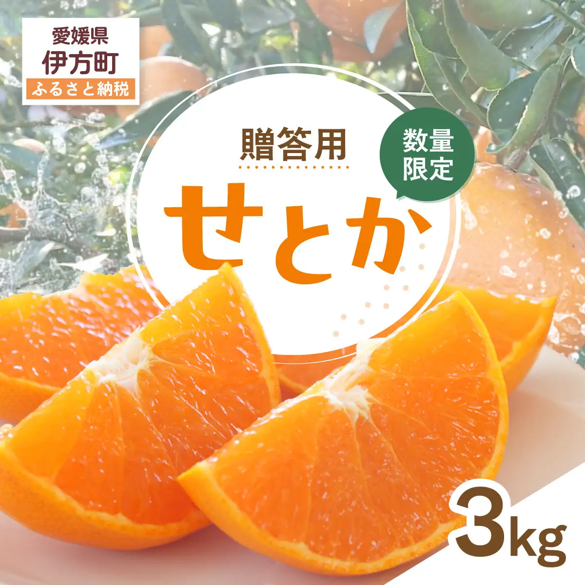【先行受付】【数量限定】【贈答用】せとか（生果）3kg（2027年2月頃より順次発送） IKTQ009