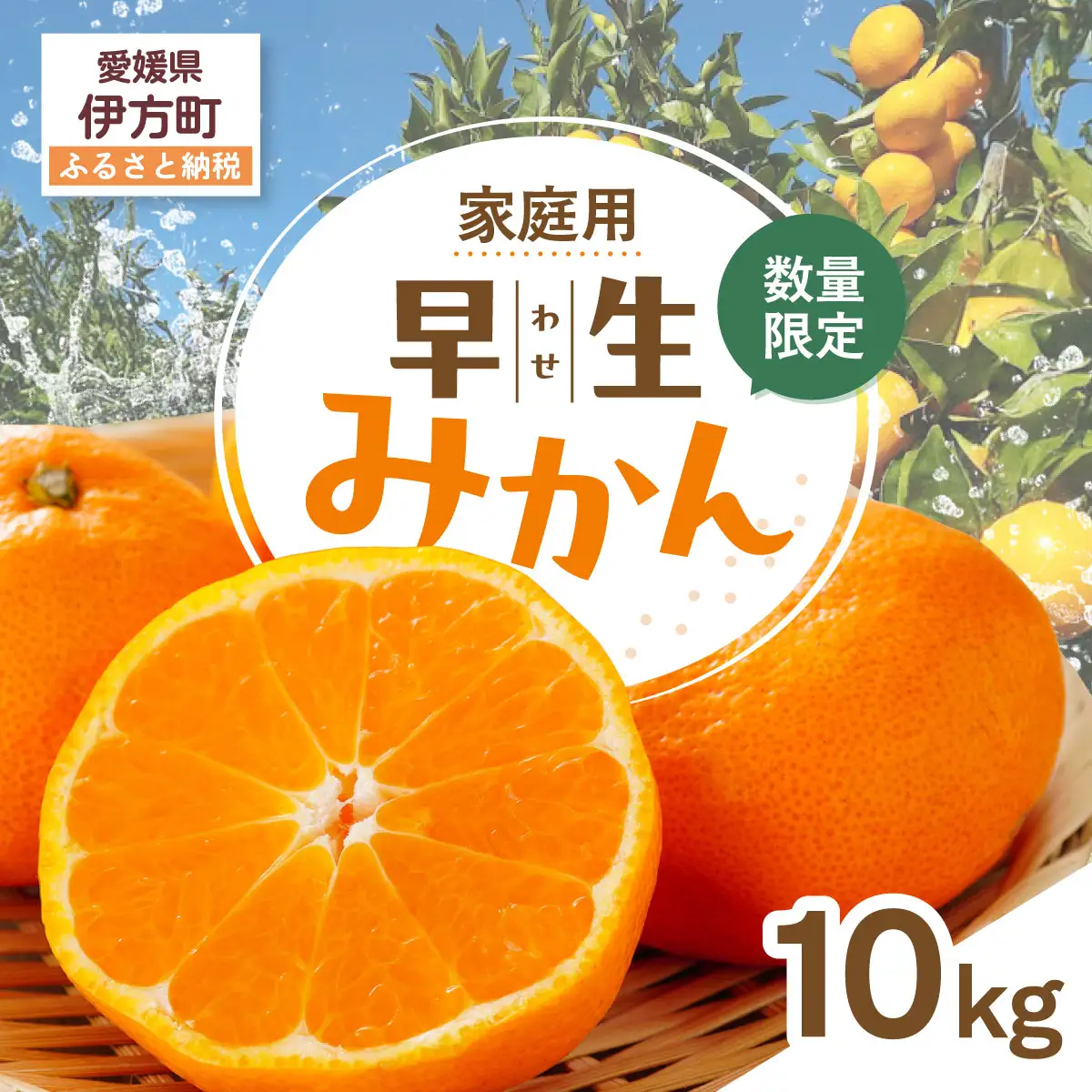 【先行受付】【数量限定】【家庭用】早生みかん（生果）10kg（2026年11月上旬頃より順次発送） IKTQ014
