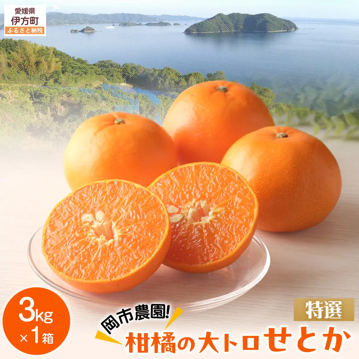 【先行予約】【数量限定】【特選】岡市農園！柑橘の大トロせとか 約3kg ※離島への配送不可（2027年2月下旬より順次発送） IKTV010