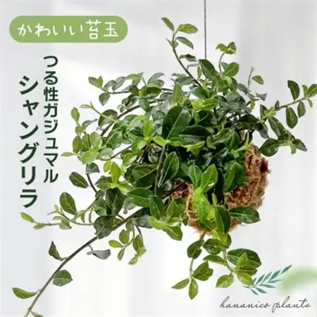 シャングリラ つる性ガジュマル 苔玉 幸福を呼ぶ 観葉植物　【1623430】