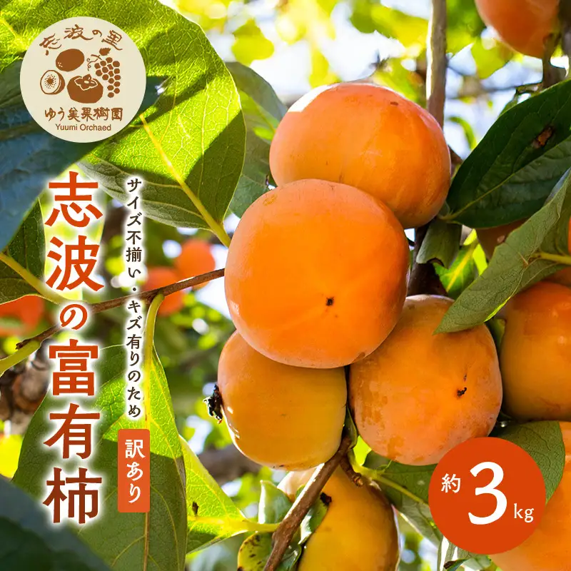 【訳あり】 規格外品 2026年12月発送 志波の富有柿  約3kg 規格外品