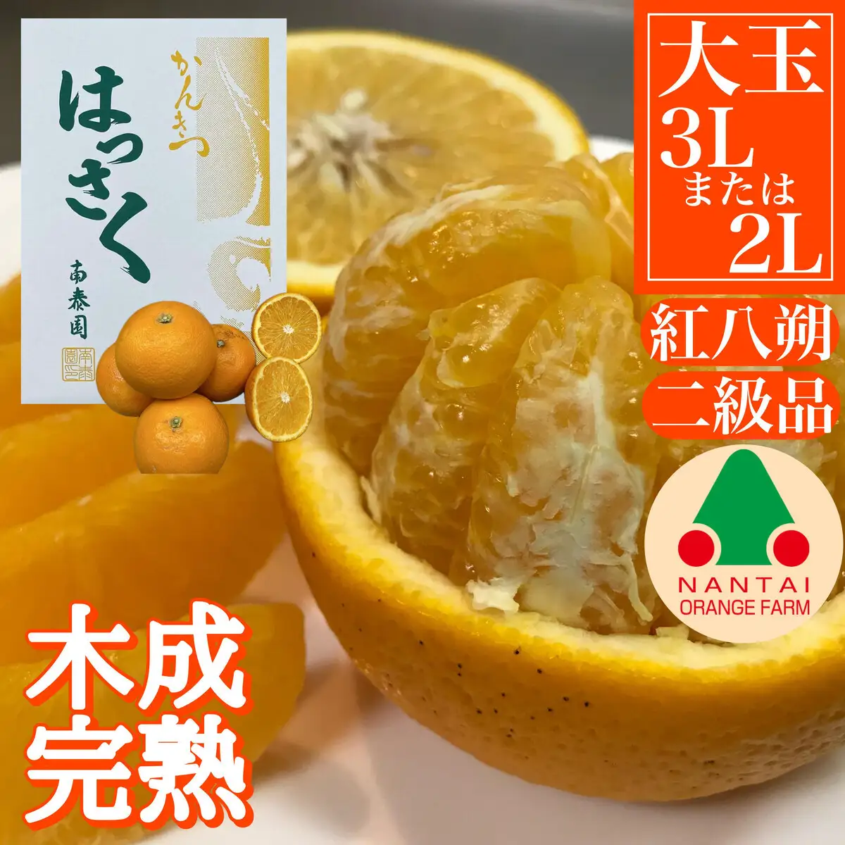 ちょっと 傷あり 木成完熟 紅はっさく 3L × 6玉 または 2L × 7玉 サイズ 化粧箱【2027年4月上旬～発送】