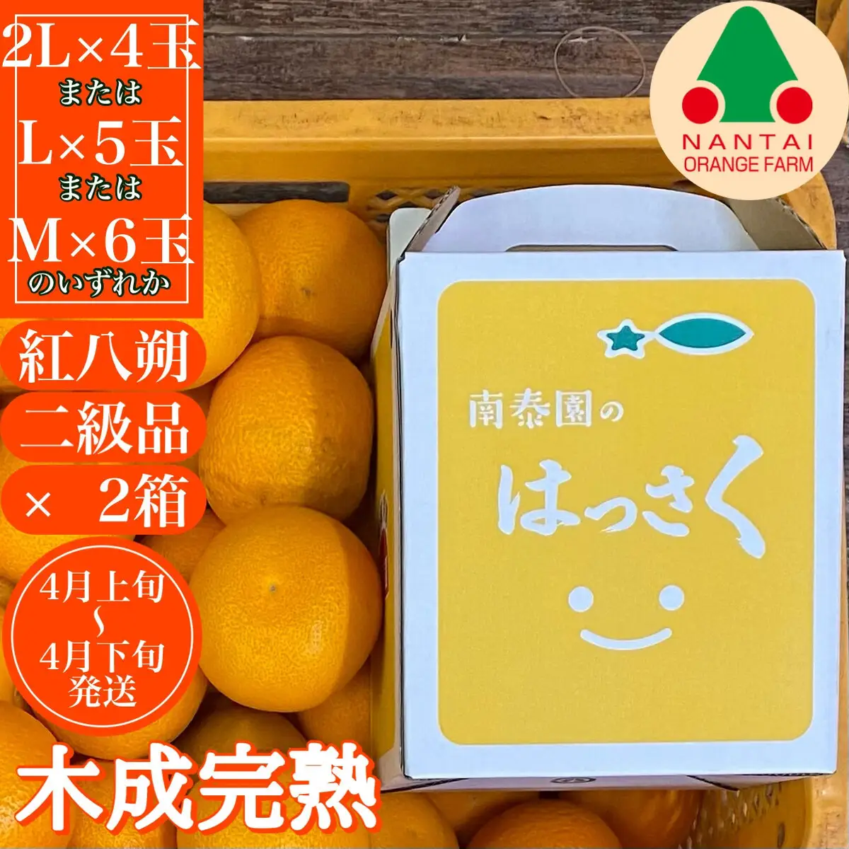 [2箱セット] ちょっと 傷あり 木成完熟 紅はっさく 2L ～ M ( 4玉 ～ 6玉 ) 手さげ箱 【2027年4月上旬～発送】