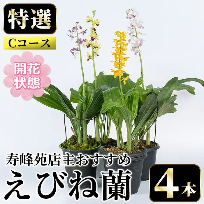 【個数限定】えびね蘭 4本 Cコース 開花済 鉢入り【00-045-09】