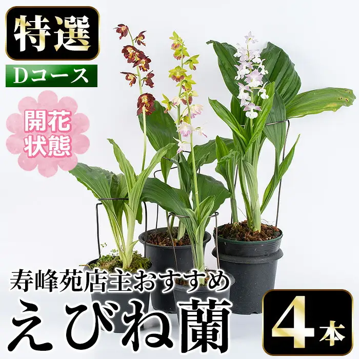 【個数限定】えびね蘭 4本 Dコース 開花済 鉢入り【00-045-10】