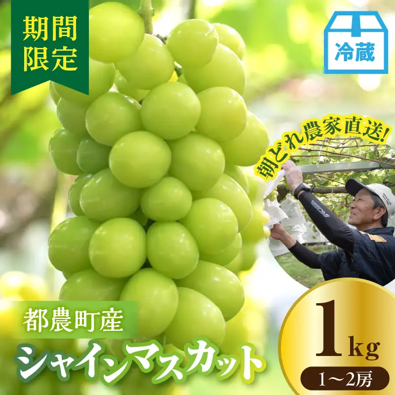 先行予約≪期間限定≫都農町産シャインマスカット(計1kg) ぶどう 果物 国産_T010-0025