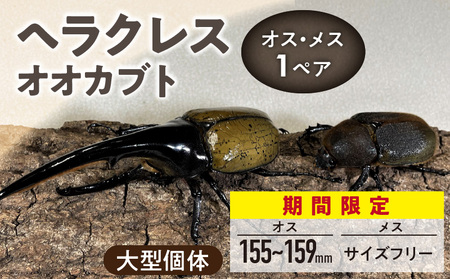 【ヘラクレスオオカブト】オス（150mm後半）・メス（サイズフリー）　1ペア_期間限定 ヘラクレスオオカブト オス 150mm後半 メス サイズフリー 1ペア カブトムシ ヘラクレス 虫 昆虫 成虫 ペアリング 自家製オリジナルマット 産卵 幼虫飼育管理 羽化 かぶとむし養殖工房ダイナステスPlus お取り寄せ 九州 福岡県 久留米市 送料無料 〔Pb009〕