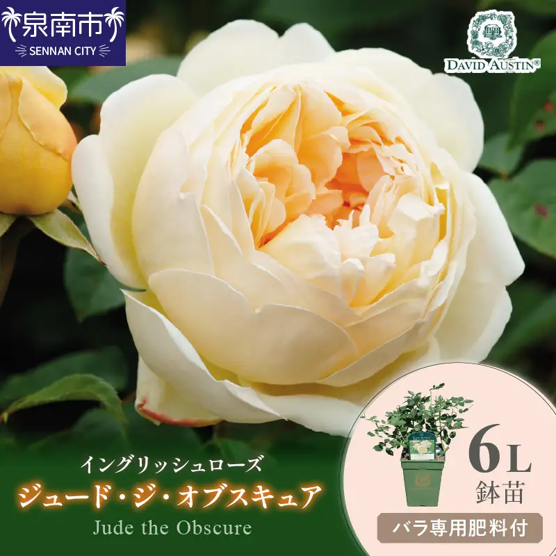 【イングリッシュローズ】デビッド・オースチン ジュード・ジ・オブスキュア6L鉢苗（バラ専用肥料付）【025D-029】