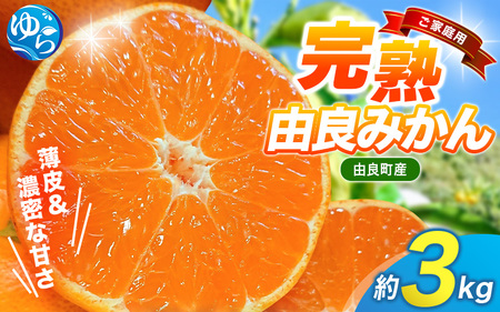 薄皮で濃い甘さ！完熟由良みかん【ご家庭用】3kg（混サイズ）和歌山県由良産※2026年11月下旬頃から12月下旬頃に順次発送予定/ 柑橘 ミカン 蜜柑 甘い 由良町 フルーツ 果物 くだもの 食品 人気 おすすめ 産地直送 由良町【ktym004-c-3】