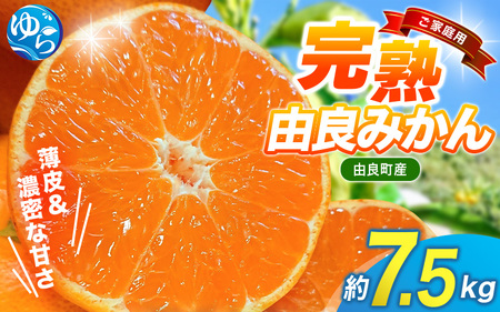 薄皮で濃い甘さ！完熟由良みかん【ご家庭用】7.5kg（混サイズ）和歌山県由良産※2026年11月下旬頃から12月下旬頃に順次発送予定 / 柑橘 ミカン 蜜柑 甘い 由良町 フルーツ 果物 くだもの 食品 人気 おすすめ 産地直送 由良町【ktym004-c-7d5】