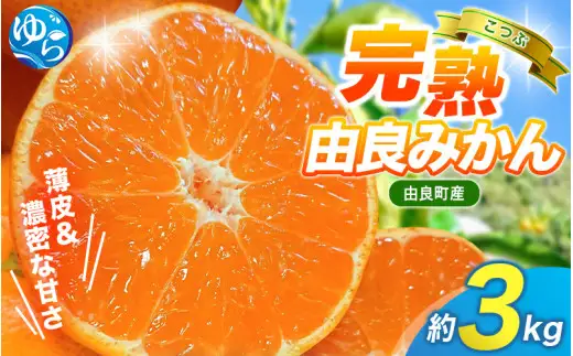 みかん 小玉 3kg / 薄皮で濃い甘さ！完熟由良みかん【こつぶ】和歌山県由良産※2026年11月下旬頃から12月下旬頃に順次発送予定/ 柑橘 ミカン 蜜柑 甘い 由良町 フルーツ 果物 くだもの 食品 人気 おすすめ 産地直送 由良町【ktym004-s-3-fw】
