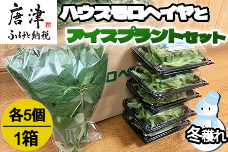 『先行予約』【12月上旬より順次発送】冬穫れハウスモロヘイヤ(100g×5袋)とアイスプラント(70g×5P)セット