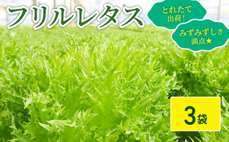 フリルレタス 3袋 約 900g |レタス 旭市