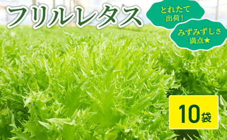 フリルレタス 10袋 約 3kg |レタス 旭市