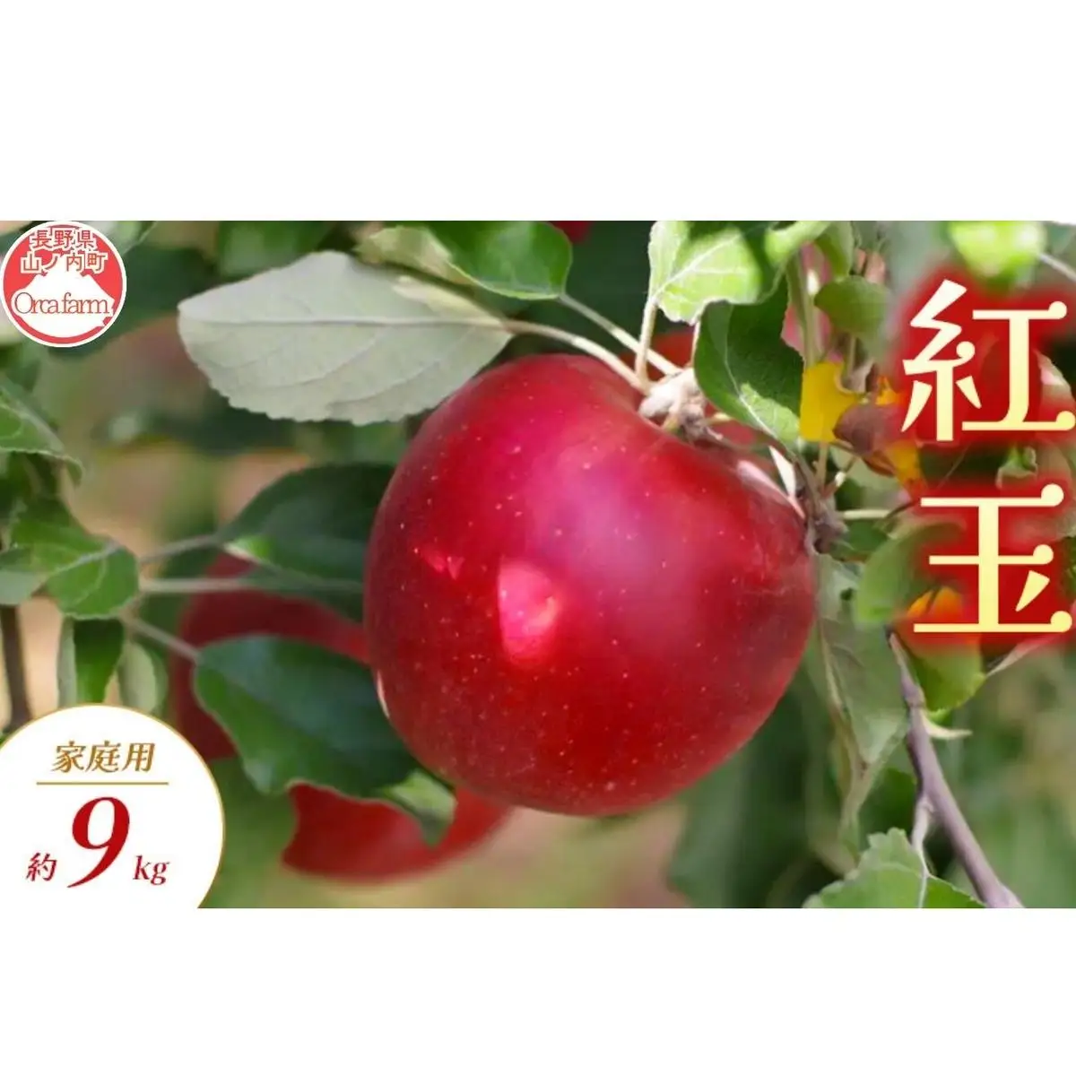 りんご 紅玉 家庭用 9kg りんご