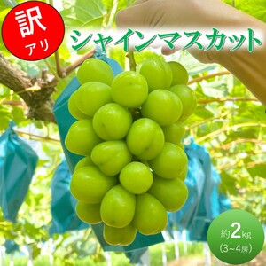 訳あり シャインマスカット 約2kg 3～4房 高梁市産 2026年 先行予約 ぶどう 化粧箱 葡萄 ブドウ うめづぶどう園