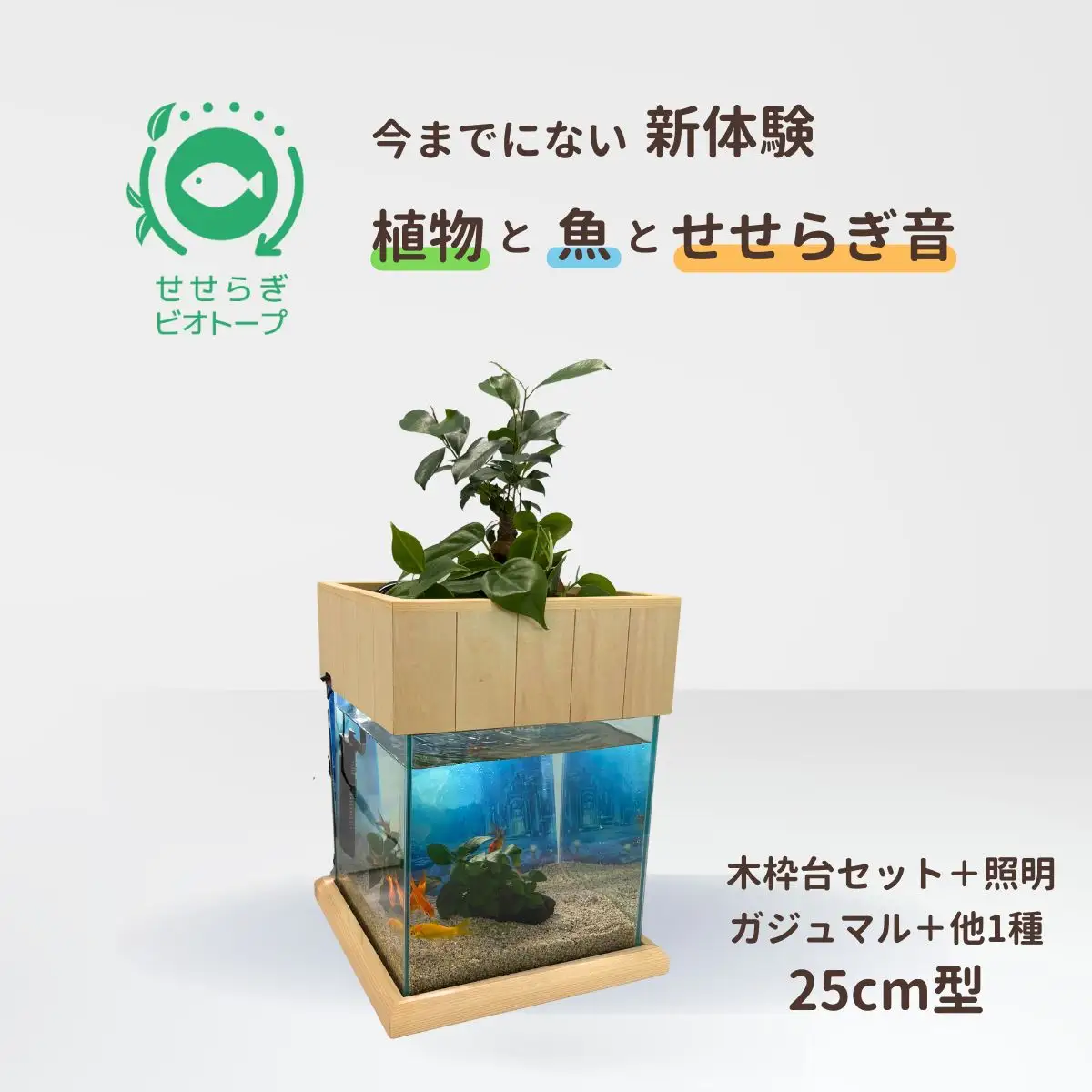 せせらぎビオトープ　25cm型照明+木枠台セット（ガジュマル＋他1種）