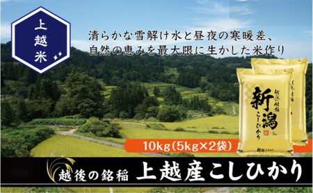 令和7年産 新潟県上越産こしひかり 精米 10kg 上越市 米 コメ コシヒカリ