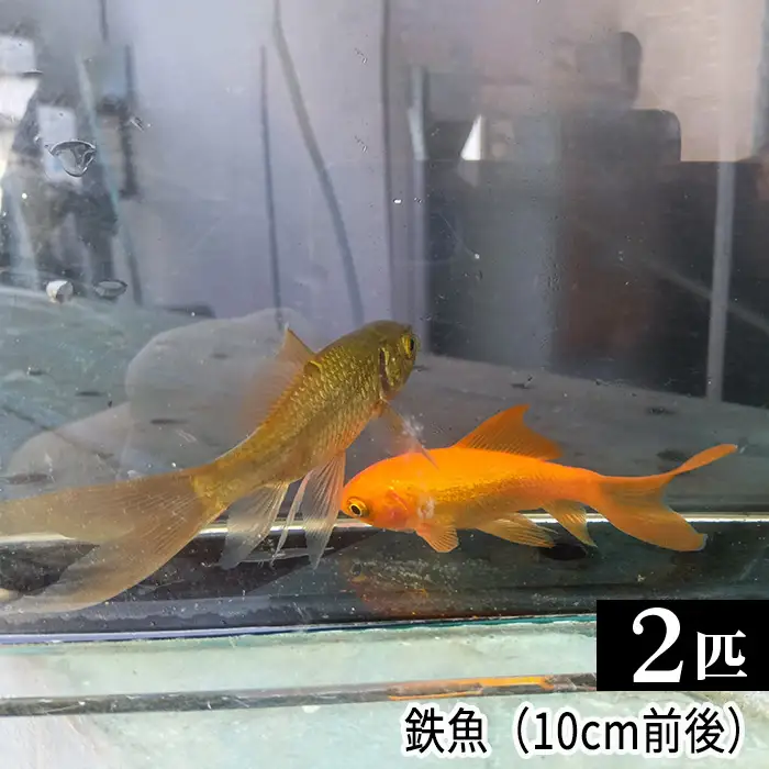 鉄魚　2匹（10cm前後）  [No.206]