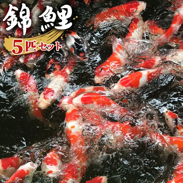 錦鯉（ニシキゴイ） 5匹セット（15cm～20cm）  [No.075]