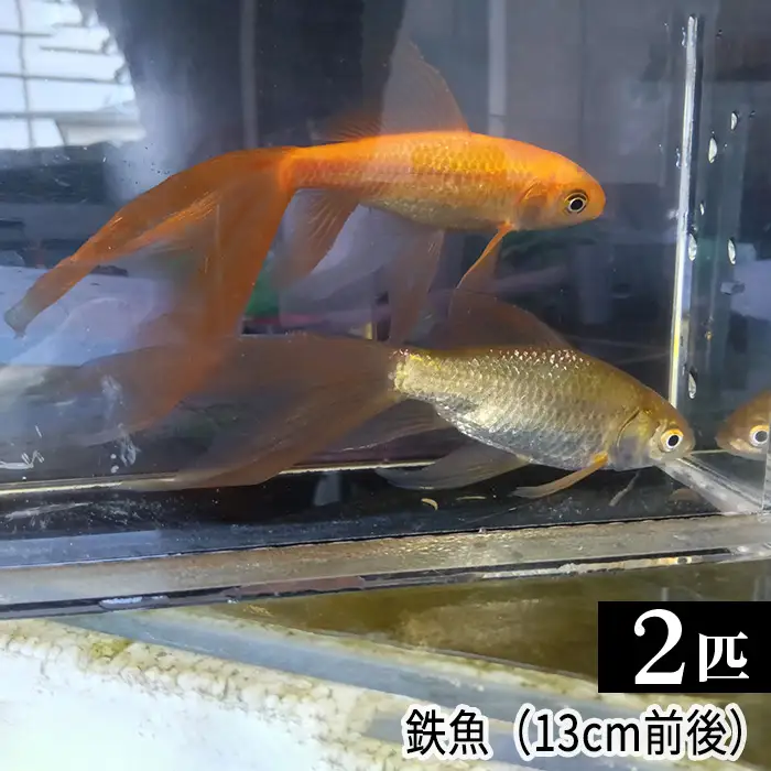鉄魚　2匹（13cm前後）  [No.209]