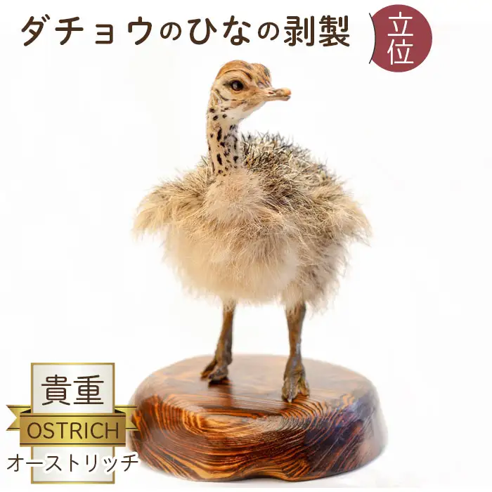 オーストリッチ雛剥製（立位）  [No.129]
