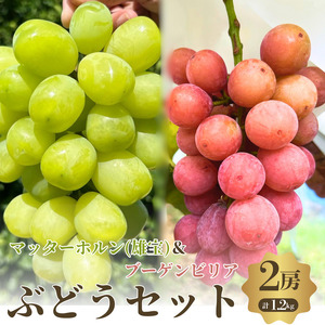 先行予約 マッターホルン ブーゲンビリア 希少2品種 ぶどうセット 2房 計1.2kg 数量限定 先行受付 大粒 種なし 食べ比べ 詰め合わせ 葡萄 ブドウ フルーツ 果物 高糖度 旬 大阪府 岸和田市産