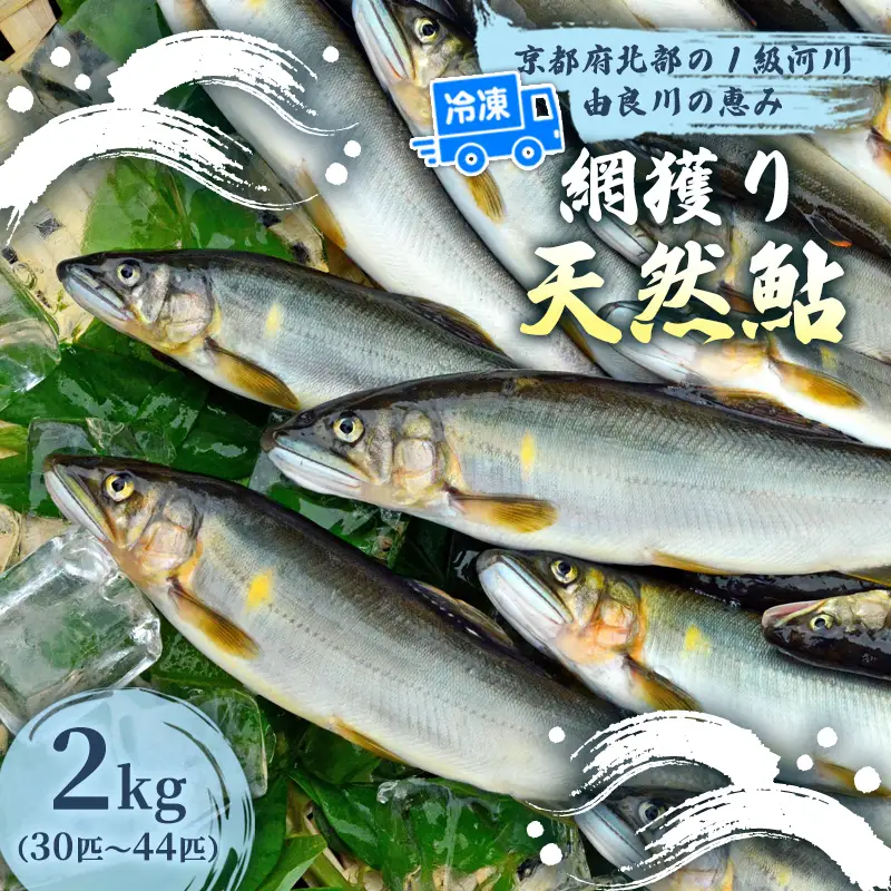 天然鮎 網獲り 冷凍 約2kg（約30匹～44匹）あゆ 鮎