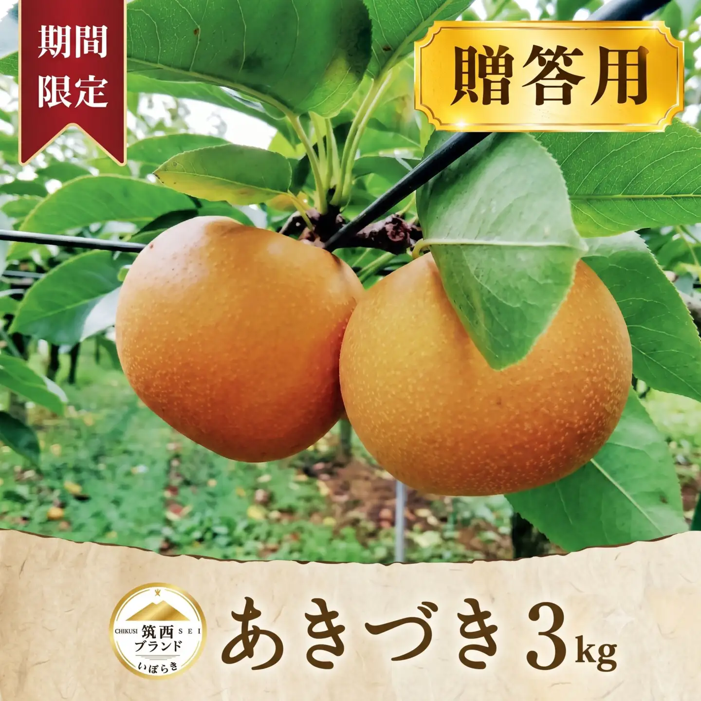 梨 あきづき 約 3kg （6～8玉）梨