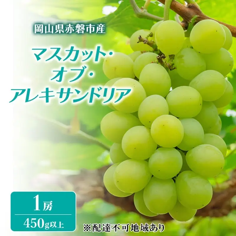 ぶどう マスカット オブ アレキサンドリア 岡山県産 マスカット 【1房 450g以上】【先行予約】