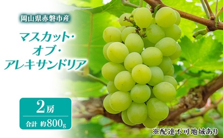 ぶどう マスカット オブ アレキサンドリア 岡山県産 マスカット【約800g 2房】【先行予約】