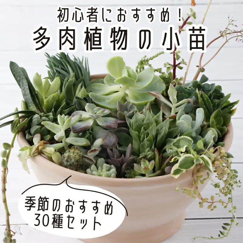 多肉植物の小苗30本（種類）セット