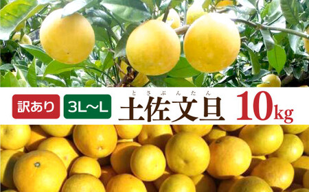 【先行予約】土佐文旦 文旦 訳あり 大玉入り 10kg 10キロ 3L?L 〈2027年2月?発送〉ぶんたん  フルーツ  みかん 果物  柑橘類  家庭用  お取り寄せ 国産【松岡ぶんたん園】 [BQBE002]